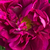 Violet - Trandafir gallica - Tuscany Superb